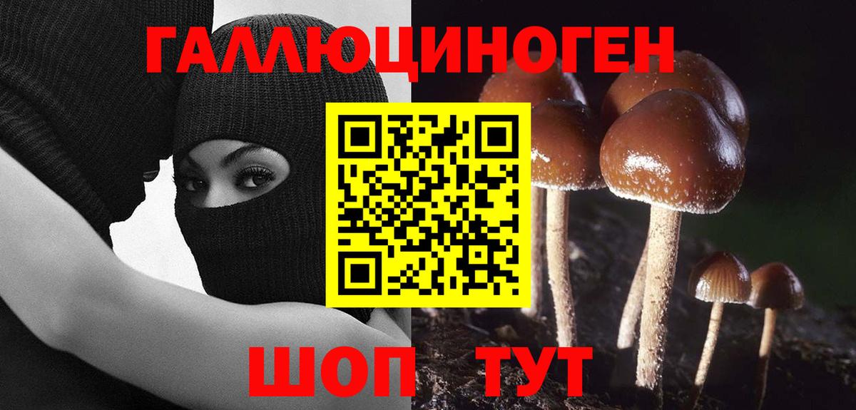 Галлюциногенные грибы Psilocybe Валуйки